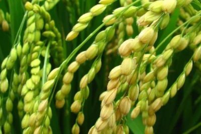 渝粉葉1號水稻種子簡介，根據(jù)景觀設(shè)置合理安排播期