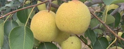 山西省祁縣的特產(chǎn)，祁縣酥梨譽(yù)為果中一絕