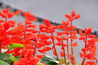 紅紅的花有什么寓意，花語是我愛你