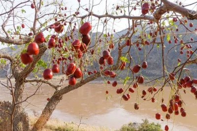 黃河灘棗的價格，價格與等級和產(chǎn)地有關(guān)