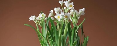 水仙花的花語，寓意純潔善良、甜蜜愛情等