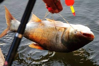 釣鰱魚(yú)的技巧，釣點(diǎn)要選擇溶氧量高的水域