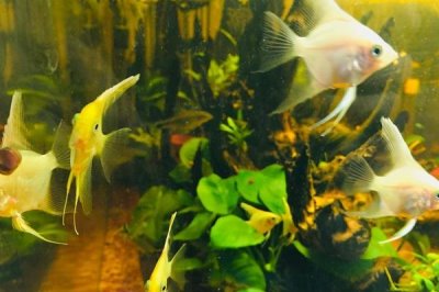 小燕魚(yú)的養(yǎng)殖方法,不能在草缸里養(yǎng)
