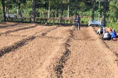 玉米種子播種前注意事項(xiàng)，不可在同一地塊連續(xù)種植