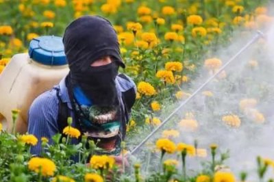 菊花夏天能放外面嗎，可以放外面養(yǎng)但需要做好遮陰措施
