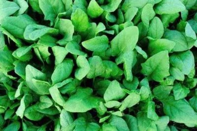 菠菜的生長過程介紹，包括萌芽、幼苗、生長和抽重期