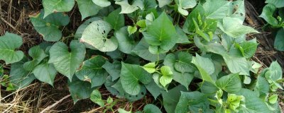 紅薯卷葉原因，可能是過(guò)于干旱或受到蟲(chóng)害所導(dǎo)致