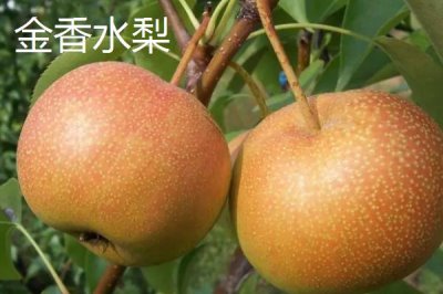 黑龍江牡丹江市的特產(chǎn)，響水大米馳名中外