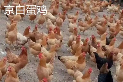 產(chǎn)蛋率高的雞品種,部分也可作為肉雞養(yǎng)殖