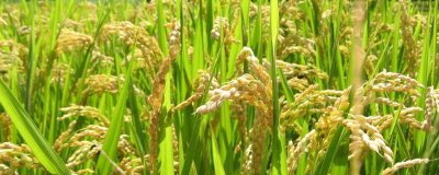 耕香優(yōu)晶晶水稻品種簡介，中抗稻瘟病