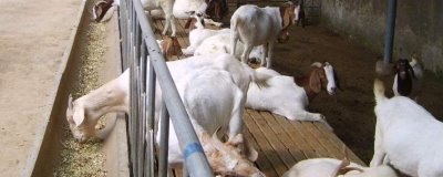 羊如何飼養(yǎng),成年羊和羔羊的飼養(yǎng)方法均不同