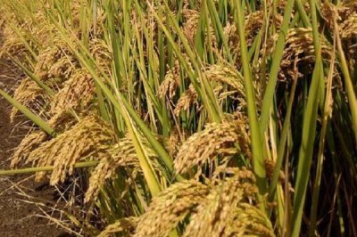 樂優(yōu)966水稻品種的特性，秈型三系雜交水稻品種