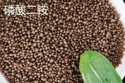 磷酸一銨和磷酸二銨的區(qū)別，氮和磷的比例和pH值均不同