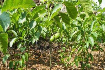 山核桃的栽培技術(shù)，定植有播種、人工培育苗木等方式