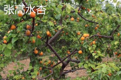 山東惠民縣的特產(chǎn)，惠民西瓜具有悠久歷史