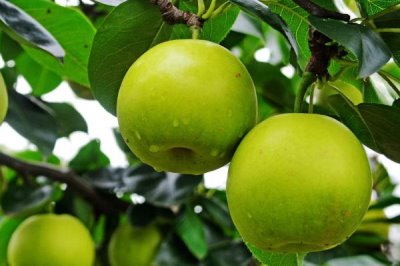 蘋果梨的產(chǎn)地，多分布于東北、華北和西北