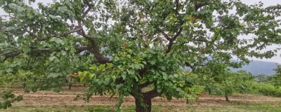 杏樹(shù)和桃樹(shù)的區(qū)別，葉片、樹(shù)體和花朵均不同