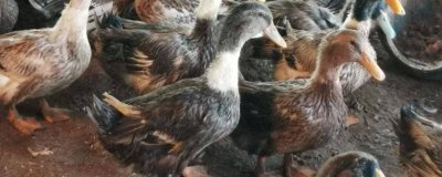 冬天怎么養(yǎng)殖肉鴨，重點要做好保溫措施