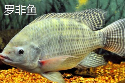10號(hào)丸世鉤是否適合釣黃辣丁，專為垂釣黃辣丁等嘴巴寬大的魚種而設(shè)計(jì)