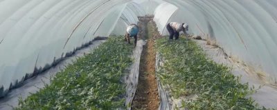 冷棚種植項目推薦，常適用于北方地區(qū)