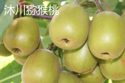 四川省樂山市的特產(chǎn)，有“海棠香國”的美譽(yù)