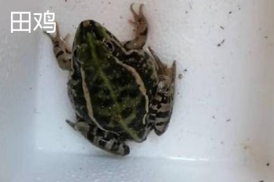 青蛙和田雞的區(qū)別，都可以養(yǎng)殖