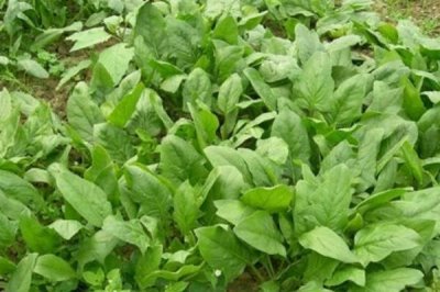 菠菜的生長過程介紹，包括萌芽、幼苗、生長和抽重期