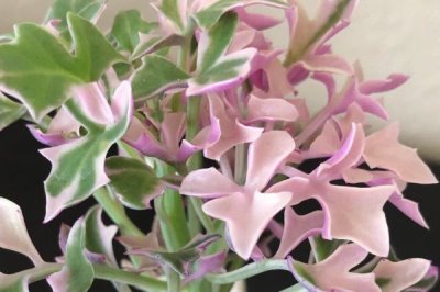 七寶樹錦的花語，寓意優(yōu)美、富貴和堅強等