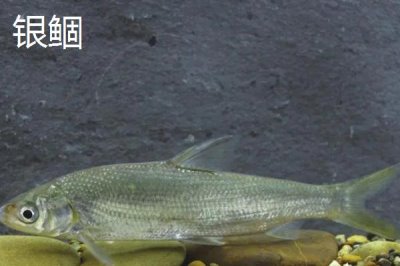 黃尾魚是什么魚，是中小型淡水魚類