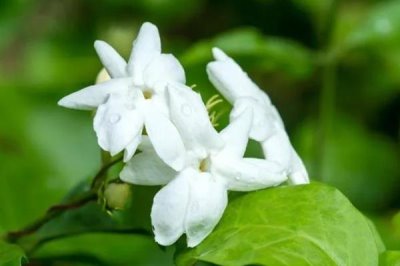 白色茉莉的花語(yǔ)，寓意喜愛(ài)之情、純潔無(wú)暇等