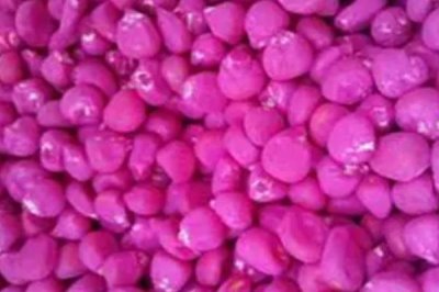 玉米拌種的作用，可有效防爛種、病蟲害及倒伏