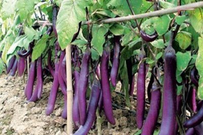 茄子結(jié)果多久成熟，大約10天左右成熟