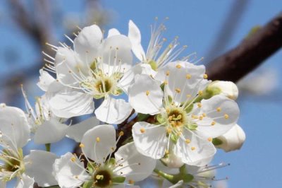 李子花的花語，寓意清純質(zhì)樸、小巧可愛等