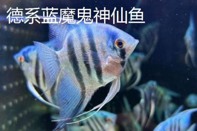 熊貓神仙魚的產(chǎn)地，主要分布在西太平洋的珊瑚礁海域