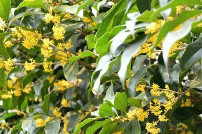 桂花的花語，寓意清新脫俗、學(xué)業(yè)有成等