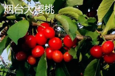 山東省臨清市的特產(chǎn)，臨清醬牛蹄、濟(jì)美醬菜、拖板豆腐均為傳統(tǒng)名吃