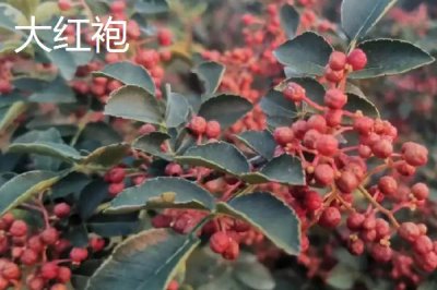 花椒的市場(chǎng)價(jià)格，各地區(qū)的售價(jià)有所區(qū)別