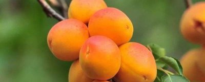 杏樹苗的價(jià)格，實(shí)際售價(jià)和幼苗規(guī)格、生產(chǎn)地區(qū)等條件有關(guān)