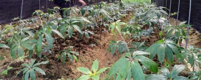 重樓的種植效益，每年基本都是供不應求