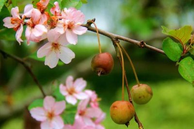 海棠花的花語，寓意離愁、苦戀之情等