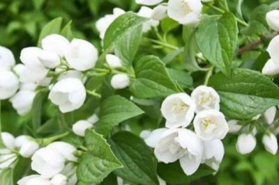 茉莉的花語(yǔ)，不同顏色的花語(yǔ)不同