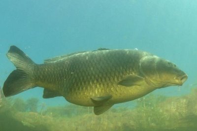 哪些土地可以挖魚塘，除基本農(nóng)田外其他土地在有關(guān)部門審批后都可以