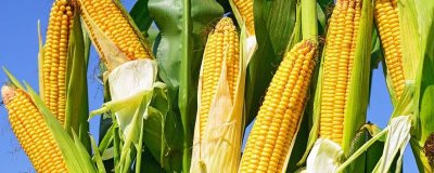 水果玉米的產(chǎn)地，可以直接生吃