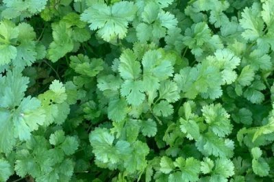 農(nóng)村種植什么食用菌具有較高的效益，香菇、木耳、平菇等品種均為不錯的選擇