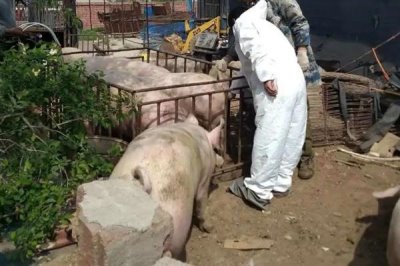 非洲豬瘟傳播途徑和防范措施，可通過人員傳播和飼料傳播等