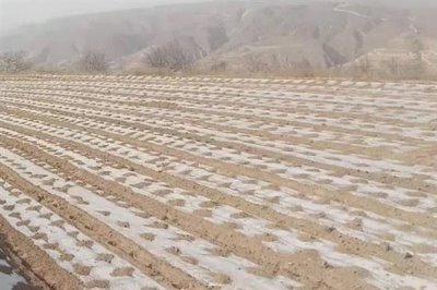 雙色地膜的好處，可保墑保肥、減輕蟲害等