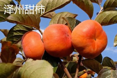 山西澤州的特產，以盛產山楂聞名全國