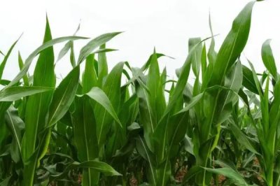 堯玉656玉米種子特點，適宜播期4月下旬至5月上旬
