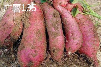 紅薯的產(chǎn)地，集中在長江流域和東南沿海各省