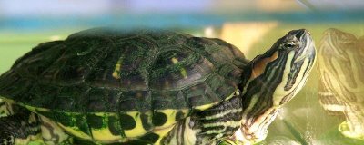 巴西龜冬眠期間如何飼養(yǎng)，可將其放入容器中并覆蓋干草